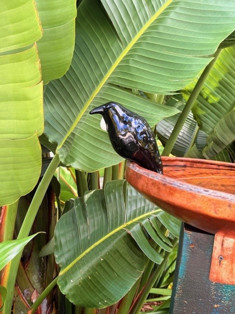 images/RS TUI4.jpg